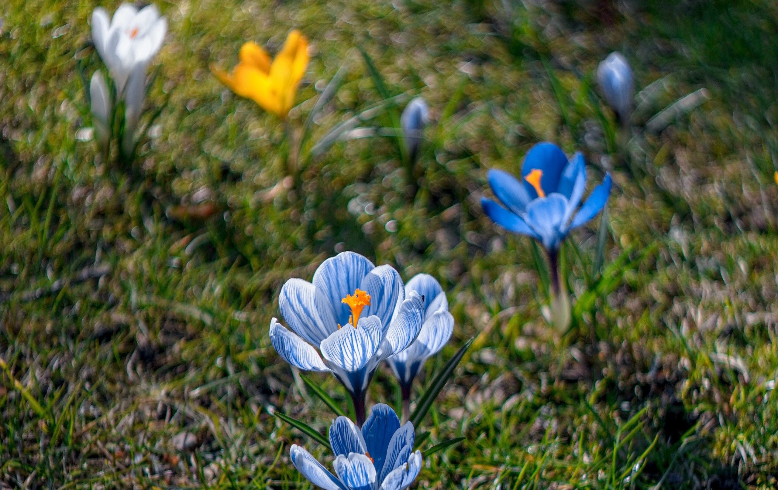 Photos of blue and yellow felows in a meadow, evocative of the colours of the flag of Ukraine by Anna Tsukanova via Unsplash