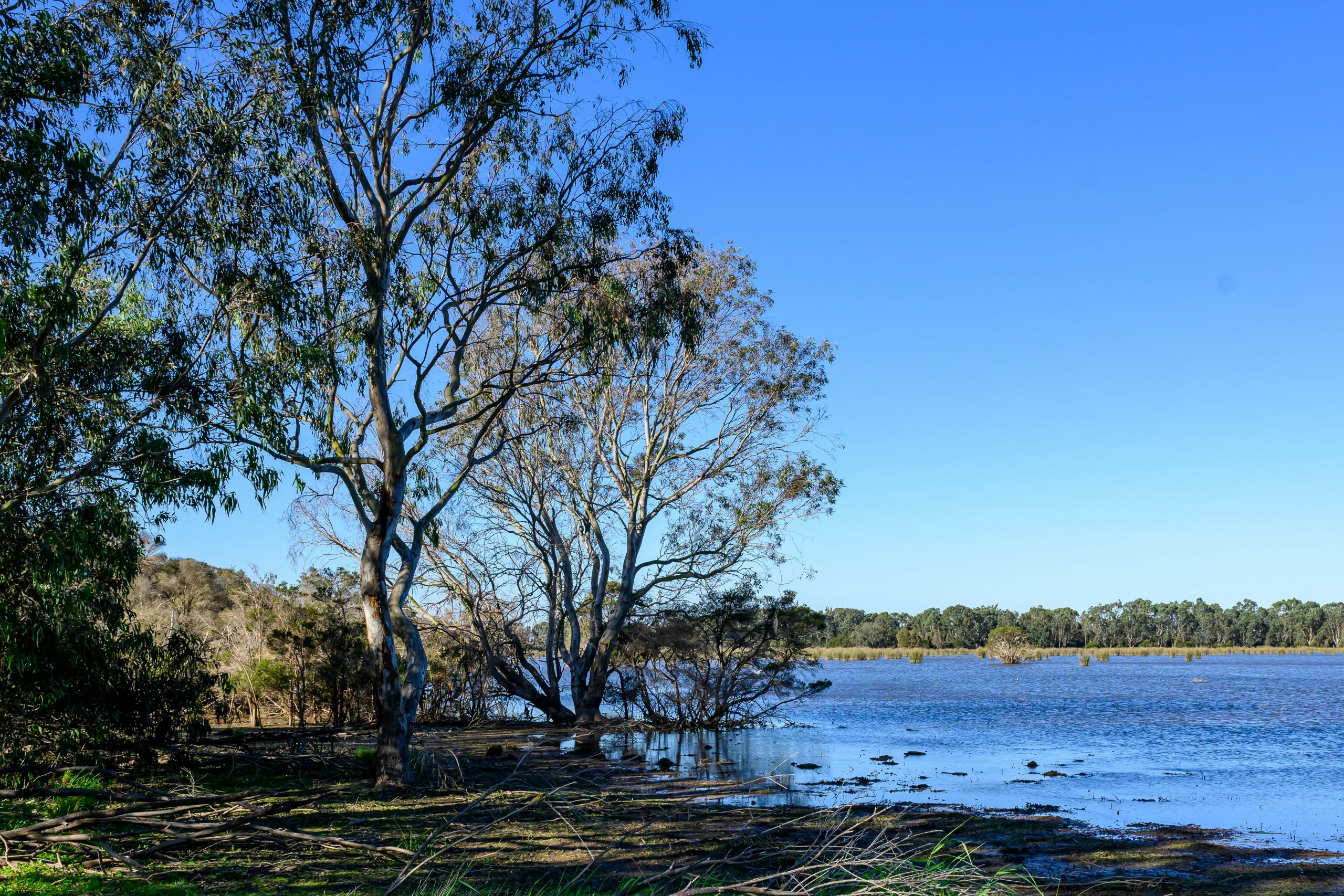 Wetlands in Sale Victoria.